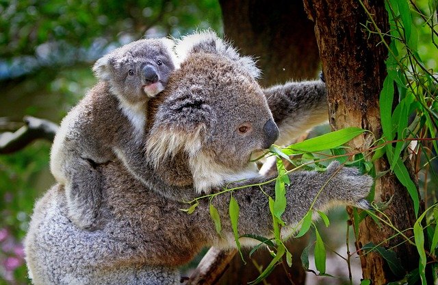 Koala and Cub