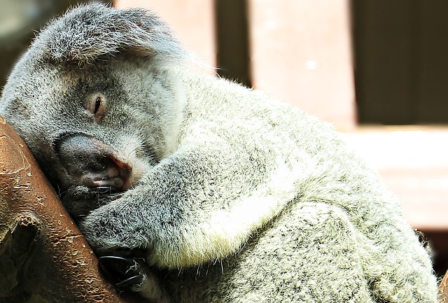 Koala Sleeping